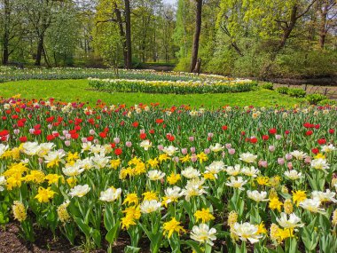 Güneşli bir bahar gününde, ağaçların ve mavi gökyüzünün arka planında renkli lalelerle büyük bir sarmal çiçek tarhı. St. Petersburg 'daki Elagin Adası' ndaki lale festivali..