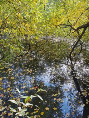Ağaçların ve gökyüzünün yansıdığı göletin üzerinde büyüyen parlak sonbahar yapraklı bir söğüt. Elagin Adası 'ndaki bir parkta, ılık bir sonbahar gününde..
