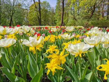 Sarı lalelerden oluşan bir yatakta sarı merkezli beyaz çift laleler. St. Petersburg 'daki Elagin Adası' ndaki lale festivali..