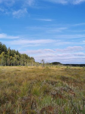 Sestroretsk bataklık ekotrosundan, kuru çimenlerin ve bataklıkta büyüyen alçak ağaçların manzarası. Bataklığın etrafında bir orman var. Sıcak, güneşli bir sonbahar gününde güzel bulutlu mavi bir gökyüzünün arka planında.