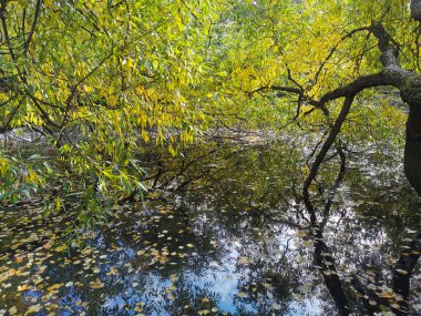 Ağaçların ve gökyüzünün yansıdığı göletin üzerinde büyüyen parlak sonbahar yapraklı bir söğüt. Elagin Adası 'ndaki bir parkta, ılık bir sonbahar gününde..