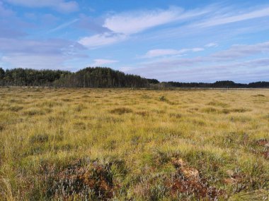 Sestroretsk bataklık ekotrosundan, kuru çimenlerin ve bataklıkta büyüyen alçak ağaçların manzarası. Bataklığın etrafında bir orman var. Sıcak, güneşli bir sonbahar gününde güzel bulutlu mavi bir gökyüzünün arka planında.