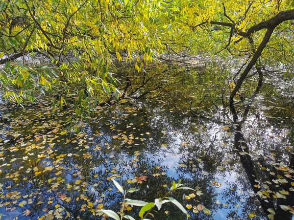 Eine Weide Mit Leuchtenden Herbstblättern Wächst Über Einem Teich Dem — Stockfoto