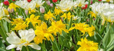 Sarı lalelerden oluşan bir yatakta sarı merkezli beyaz çift laleler. St. Petersburg 'daki Elagin Adası' ndaki lale festivali..