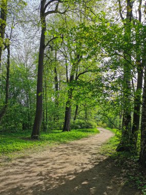 Güneşli bir bahar sabahı, St. Petersburg 'da Elagin Adası' ndaki bir parkta terk edilmiş bir yol..