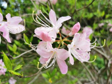 Soluk pembe rhododendron Vaseyi çiçekleri (Latince: rhododendron vaseyi (A. St. Petersburg botanik bahçesinde..