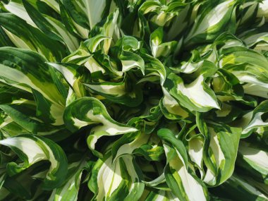 Beyaz-yeşil genç hosta yapraklarının arka planı. Üst görünüm.