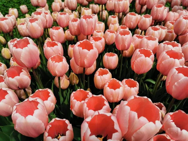 Beaucoup Tulipes Roses Douces Extérieur Rose Foncé Intérieur Sur Vue — Photo