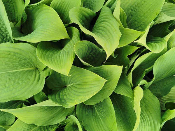 Καρδιά Σχήμα Ελαφρώς Στριμμένα Πράσινα Φύλλα Hosta Κορυφαία Άποψη Στον — Φωτογραφία Αρχείου