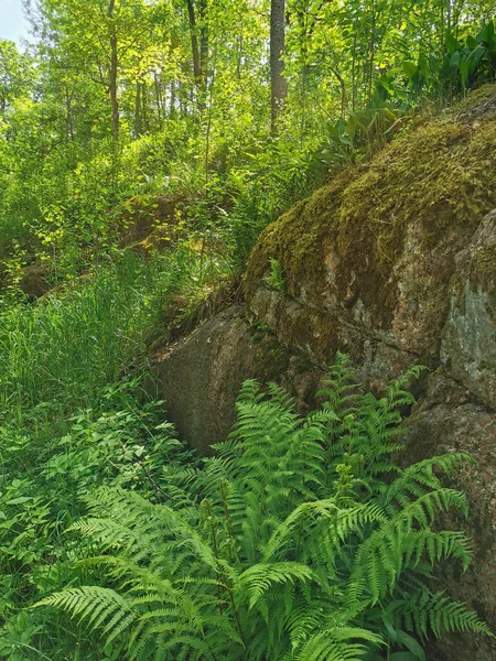 夏の晴れた日にヴィボルグ市のモンレポスの岩の自然公園で木が成長している岩のフェンス — ストック写真