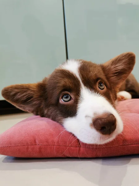 Měsíce Staré Hnědé Štěně Welsh Corgi Cardigan Bílým Čenichem Leží — Stock fotografie