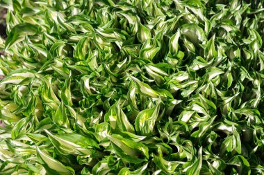 Hosta (lat. Beyaz-yeşil renkli, yakın plan. Leningrad Bölgesi. Rusya.