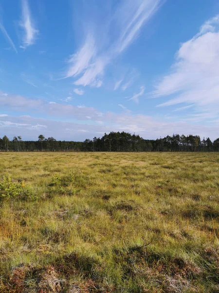 Vue Depuis Écotrope Marais Sestroretsk Sur Herbe Sèche Les Petits — Photo