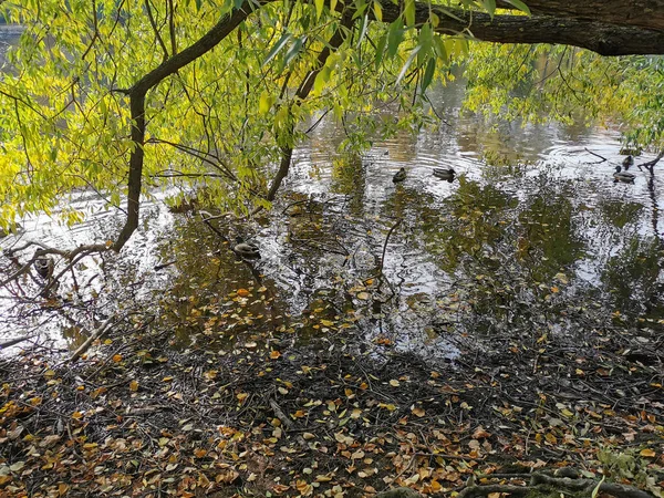 Kaczki Pływają Stawie Opadłymi Liśćmi Parku Elagin Island Pod Gałęziami — Zdjęcie stockowe
