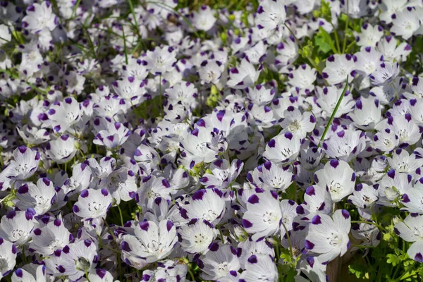 Tapete Flores Feito Maculata Nemophile — Fotografia de Stock