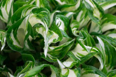 Beyaz-yeşil ev sahiplerinin ıslak yaprakları