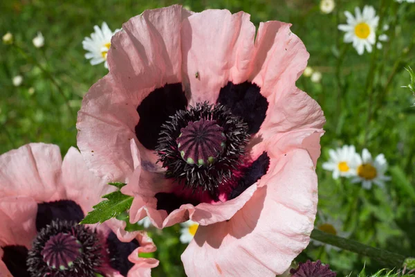 Gros Plan Fleurs Roses Délicates Coquelicot Décoratif Vivace Papaver Avec — Photo