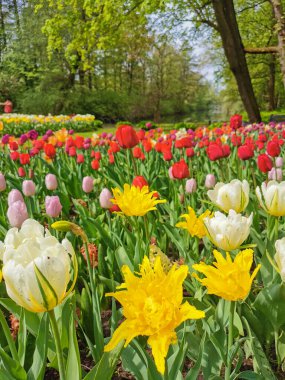 Ağaçların ve mavi gökyüzünün arka planında renkli lalelerle dolu büyük bir çiçek tarhı. St. Petersburg 'daki Elagin Adası' ndaki lale festivali..