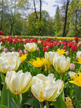 Ağaçların ve mavi gökyüzünün arka planında renkli lalelerle dolu büyük bir çiçek tarhı. St. Petersburg 'daki Elagin Adası' ndaki lale festivali..