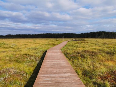 Sestroretsk bataklığının ahşap bir güvertesinde, insan olmadan bataklığın üzerinden geçen bir gözlem güvertesi. Sıcak, güneşli bir sonbahar gününde güzel bulutlu mavi bir gökyüzünün arka planında.