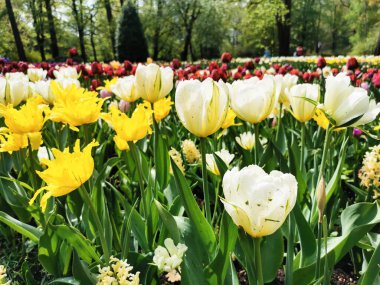 Keskin yapraklı beyaz ve sarı laleler. St. Petersburg 'daki Elagin Adası' ndaki lale festivali..