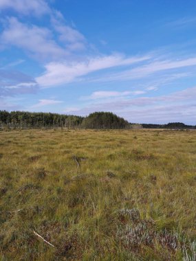 Sestroretsk bataklık ekotrosundan, kuru çimenlerin ve bataklıkta büyüyen alçak ağaçların manzarası. Bataklığın etrafında bir orman var. Sıcak, güneşli bir sonbahar gününde güzel bulutlu mavi bir gökyüzünün arka planında.
