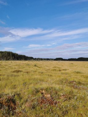 Sestroretsk bataklık ekotrosundan, kuru çimenlerin ve bataklıkta büyüyen alçak ağaçların manzarası. Bataklığın etrafında bir orman var. Sıcak, güneşli bir sonbahar gününde güzel bulutlu mavi bir gökyüzünün arka planında.
