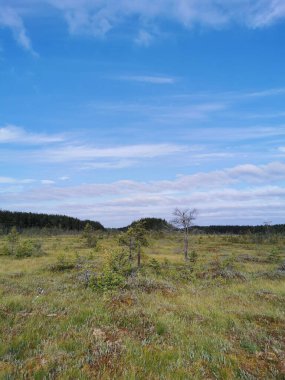 Sestroretsk bataklık ekotrosundan, kuru çimenlerin ve bataklıkta büyüyen alçak ağaçların manzarası. Bataklığın etrafında bir orman var. Sıcak, güneşli bir sonbahar gününde güzel bulutlu mavi bir gökyüzünün arka planında.