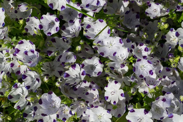 Garden Annual Flowers Nemophila Maculata — Stockfoto