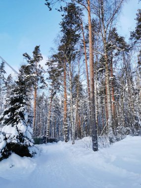 Uzun, karla kaplı ağaçların alt manzarası, açık ve soğuk bir kış gününde mavi gökyüzüne karşı çam ağaçları..