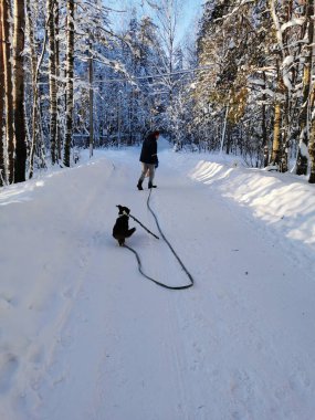 Genç bir adam köpeğine uzun bir tasma takıyor, açık ve soğuk bir kış gününde mavi gökyüzüne karşı büyük bir çubuğu sürükleyen kahverengi bir corgi hırkası. Leningrad bölgesi.