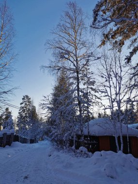 Kar kaplı ağaçlar ve çitler arasındaki yol açık, soğuk bir kış gününde mavi gökyüzünün zeminine karşı..
