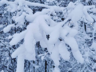 Tamamen karla kaplı çalılar soğuk bir kış gününde karın ağırlığı altında eğildi.