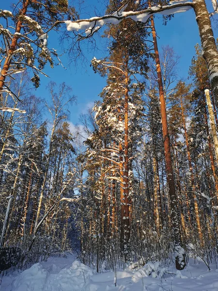 在晴朗 寒冷的冬日里 在蓝天的映衬下 一望无际的高高的积雪覆盖的树木 船用松林映衬着蓝天 — 图库照片