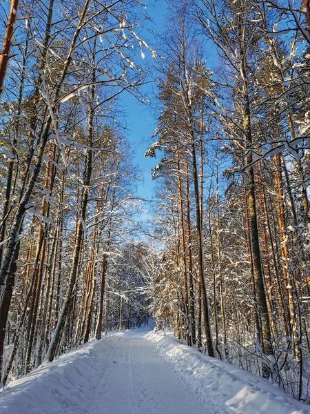 Uma Estrada Florestal Entre Altos Pinheiros Cobertos Neve Aldeia Dia — Fotografia de Stock