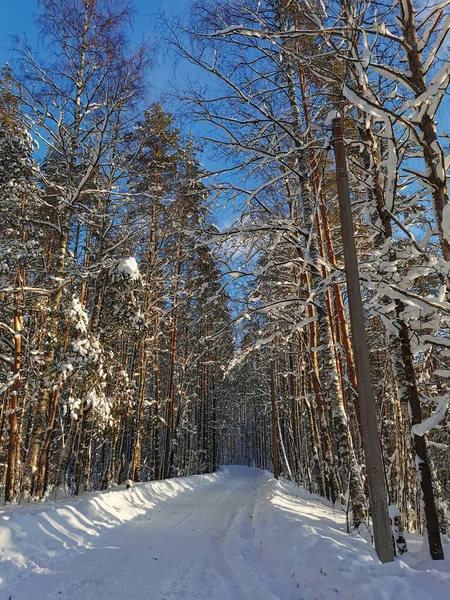 Estrada Florestal Entre Árvores Altas Cobertas Neve Aldeia Dia Inverno — Fotografia de Stock