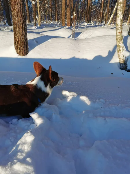 Cardigan Maro Alb Corgi Galbeni Care Urcă Prin Zăpadă Iarna — Fotografie, imagine de stoc