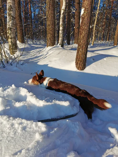 Cárdigan Corgi Galés Marrón Blanco Trepando Través Las Corrientes Nieve — Foto de Stock