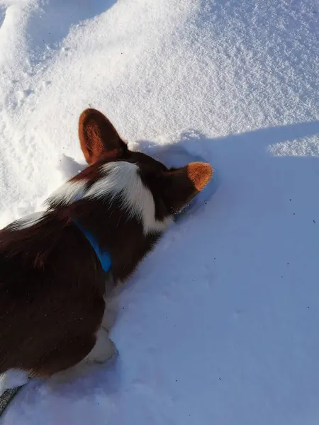 Cardigan Corgi Galês Marrom Branco Enterrado Snowdrift Inverno Russo Região — Fotografia de Stock