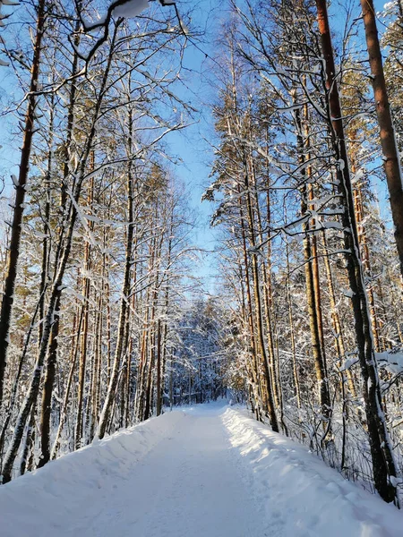 Uma Estrada Florestal Entre Altos Pinheiros Cobertos Neve Aldeia Dia — Fotografia de Stock