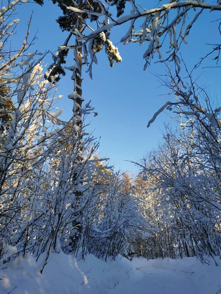 Uma Estrada Com Ramos Arbustos Pendurados Com Neve Entre Árvores — Fotografia de Stock