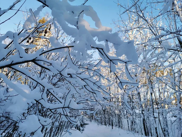 Uma Estrada Com Ramos Arbustos Pendurados Com Neve Entre Árvores — Fotografia de Stock