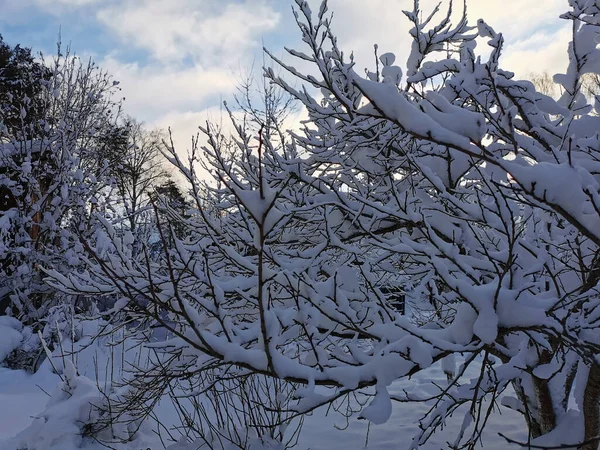 Заснеженные Ветви Сливы Морозный Зимний День Фоне Голубого Неба Облаками — стоковое фото