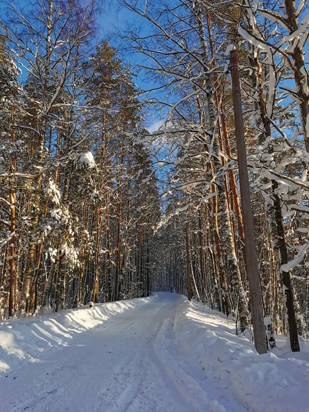 Carretera Forestal Entre Altos Árboles Cubiertos Nieve Pueblo Día Invierno — Foto de Stock