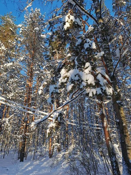 Caminho Florestal Entre Árvores Altas Cobertas Neve Acima Qual Fios — Fotografia de Stock