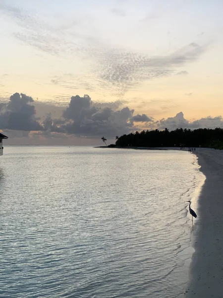 Закат Мальдивах Птица Которая Выглядит Цапля Стоит Белом Песке Берегу — стоковое фото