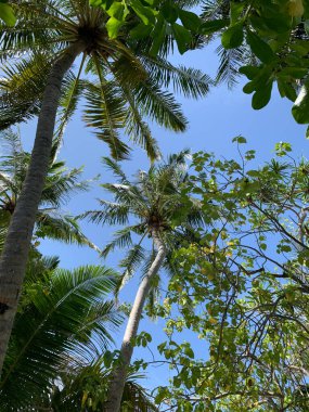 Maldivler 'deki gün, Hindistan cevizi palmiyelerinin ve diğer tropikal ağaçların geniş dallarının alttaki görüntüsü bulutsuz mavi gökyüzüne karşı.