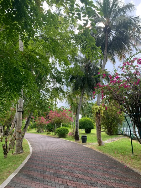 Día Las Maldivas Camino Pavimentado Entre Palmeras Arbustos Árboles Con — Foto de Stock