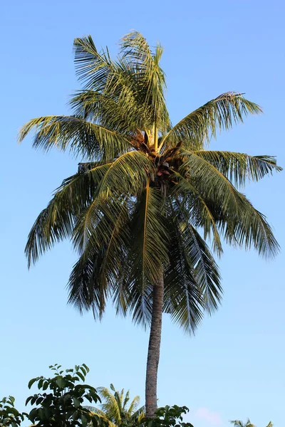 Journée Aux Maldives Grand Cocotier Contre Ciel Bleu Clair Sans — Photo