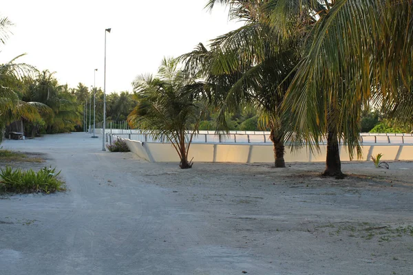 モルディブの1日白い柵の後ろに植えられた植物の庭 ヤシの木の間 白い砂のインド洋の海岸からそう遠くない — ストック写真